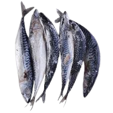 Titus Fish